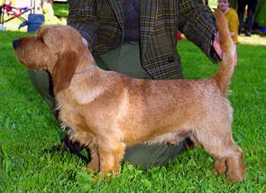 Fransk sales basset griffon